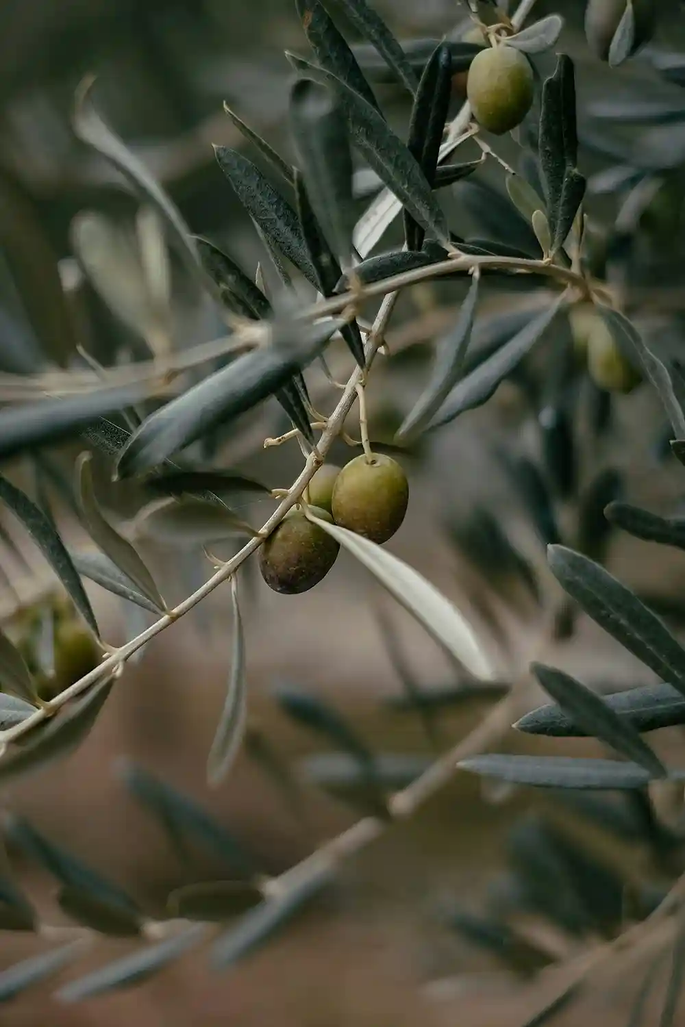 olio extravergine di oliva biologico evo olio extravergine di oliva biologico evo