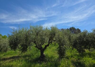 Oliveto Colle Cretone