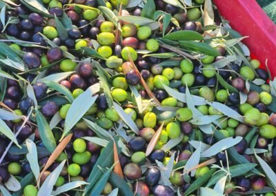 Drupe appena raccolte