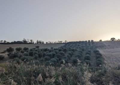Oliveto Colle Morino